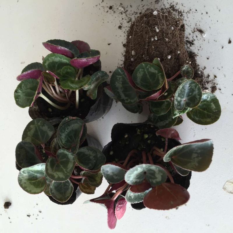 仙客来种球花卉绿植盆栽年宵植物报春花兔子花一品冠仙客来花