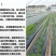 银黑地膜，农用地膜，保温，保湿种菜，种瓜，豆角类的好帮手