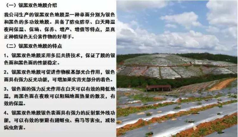 银黑地膜，农用地膜，保温，保湿种菜，种瓜，豆角类的好帮手