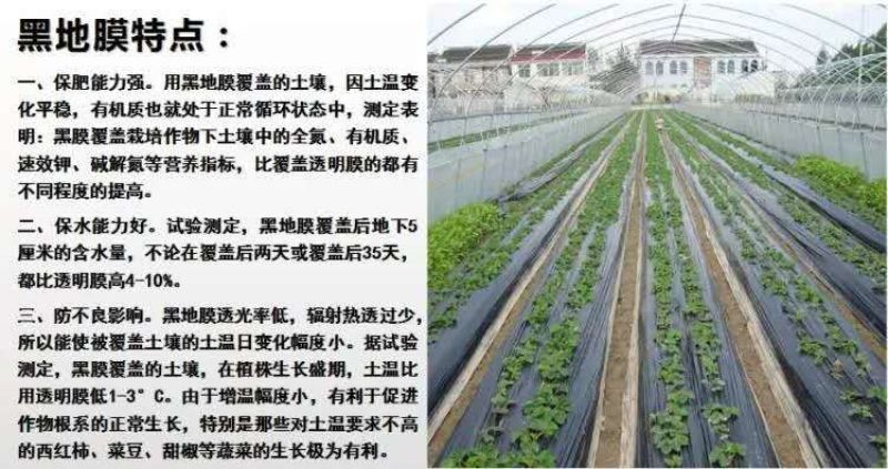 银黑地膜，农用地膜，保温，保湿种菜，种瓜，豆角类的好帮手