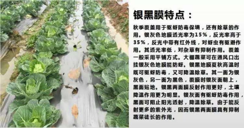 银黑地膜，农用地膜，保温，保湿种菜，种瓜，豆角类的好帮手