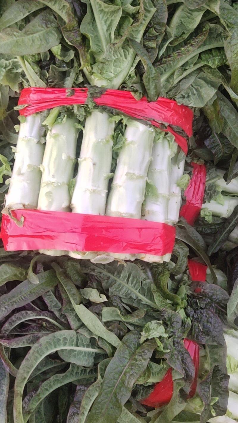 红叶香莴苣精品窝笋大量上市，电商货，市场货，欢迎下单