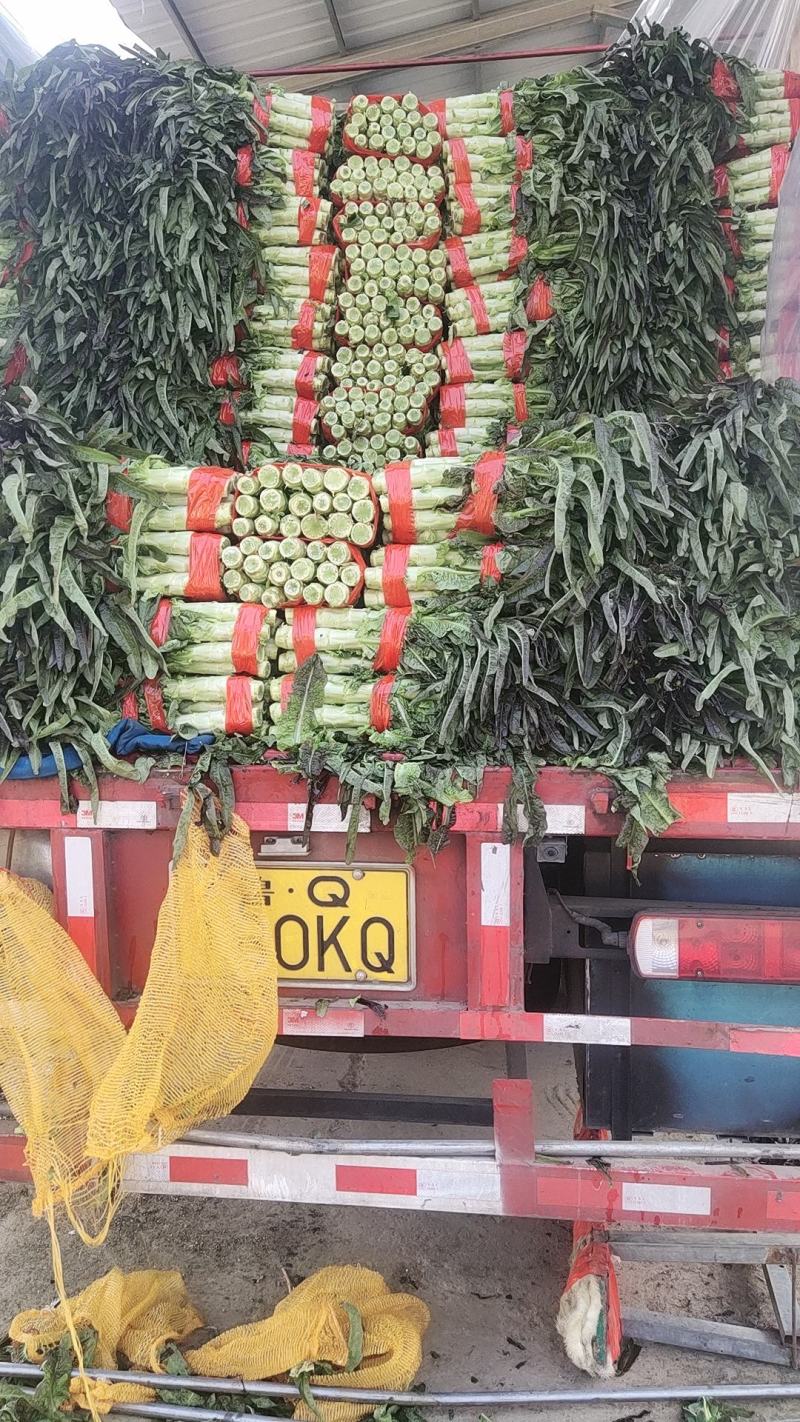 红叶香莴苣精品窝笋大量上市，电商货，市场货，欢迎下单