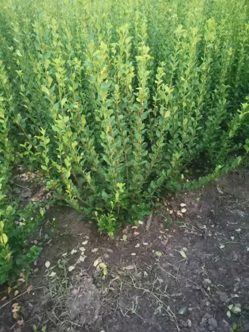 卫毛卫毛球工程苗规格全价格优自产自销