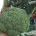 西兰花，精品小米。全天不限量，大量供应中！