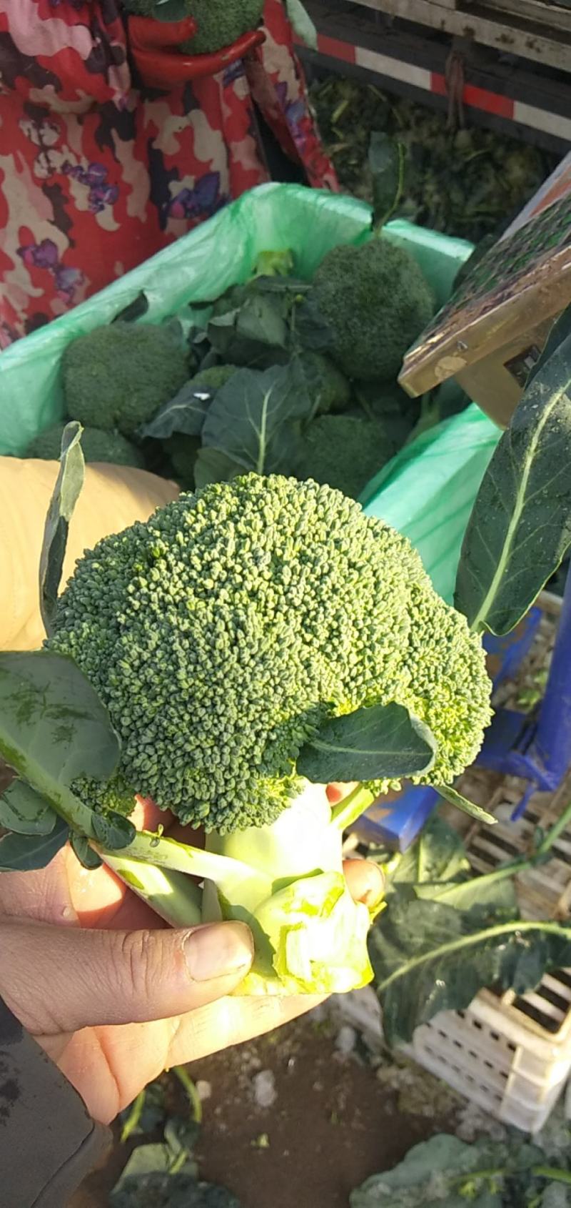 西兰花，精品小米。全天不限量，大量供应中！