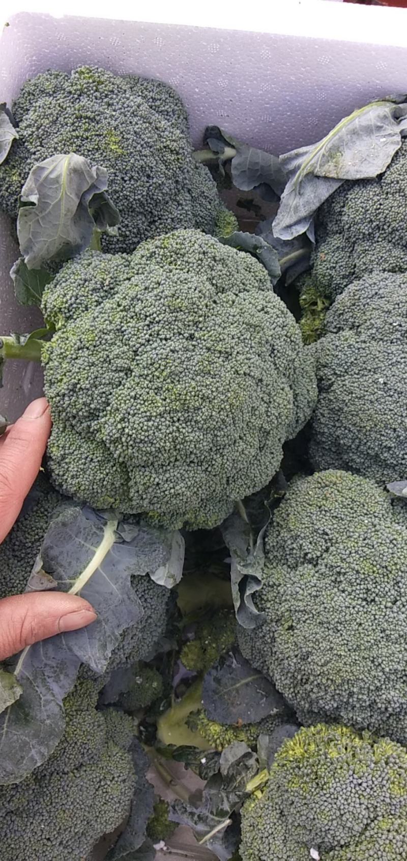 西兰花，精品小米。全天不限量，大量供应中！