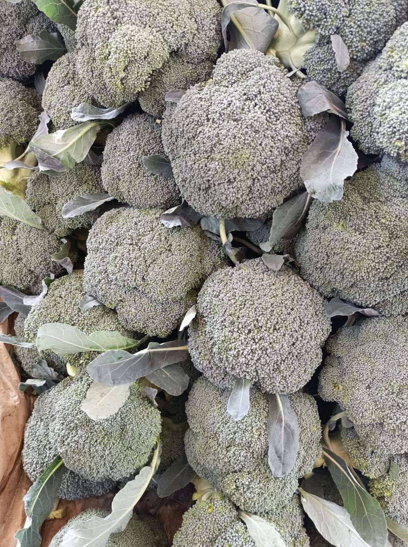 西兰花，精品小米。全天不限量，大量供应中！