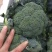 西兰花，精品小米。全天不限量，大量供应中！