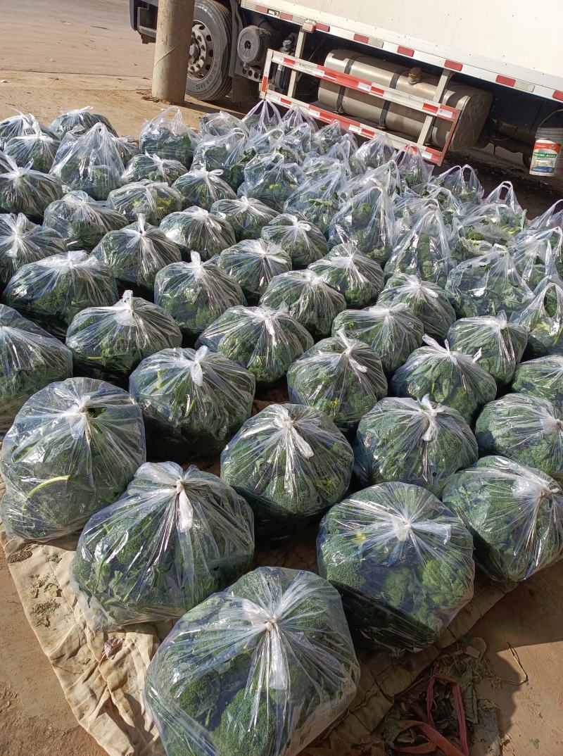 西兰花，精品小米。全天不限量，大量供应中！