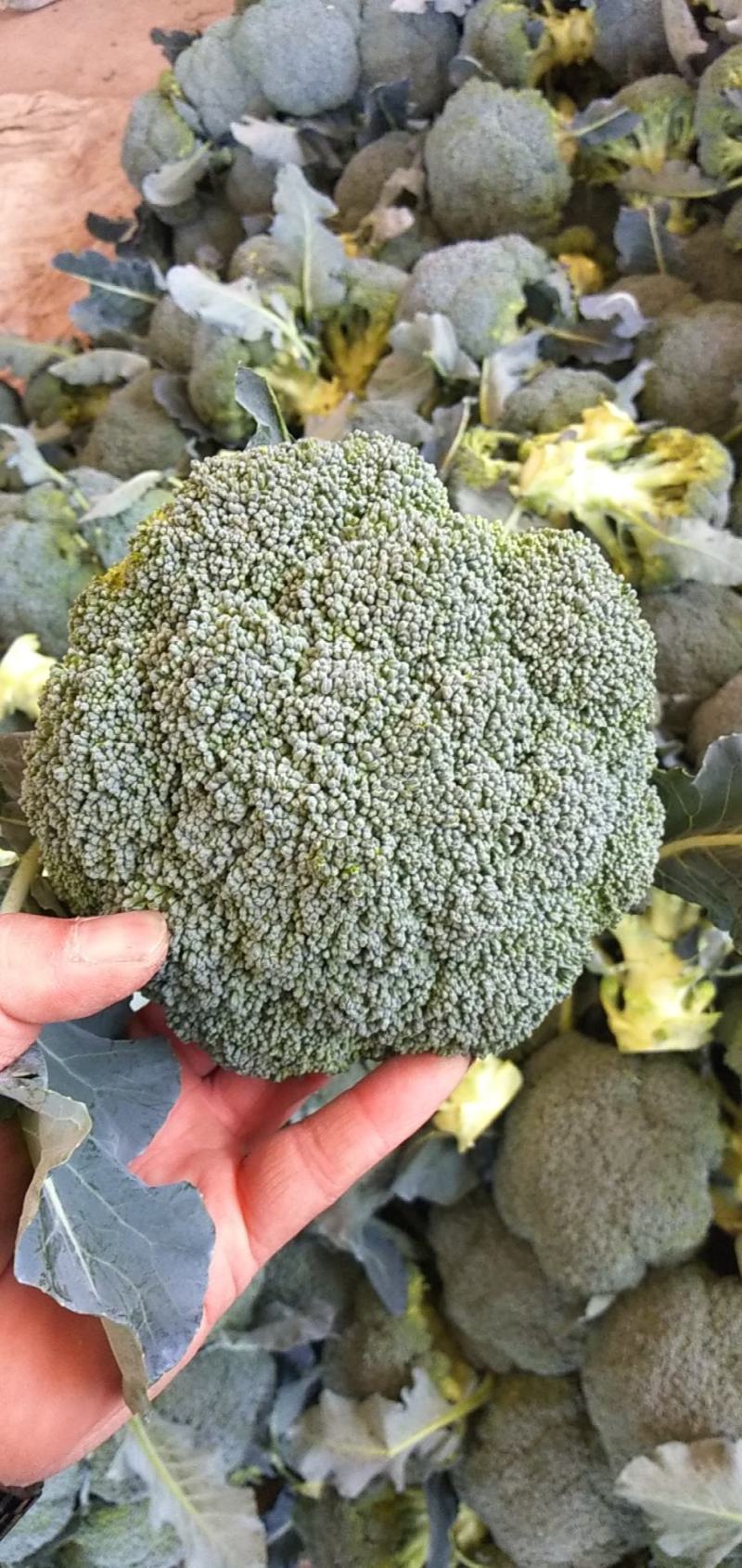 西兰花，精品小米。全天不限量，大量供应中！