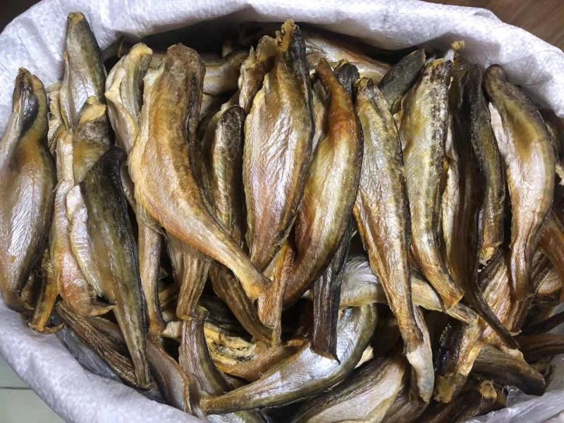 跑地摊江湖热卖深海小龙鱼
