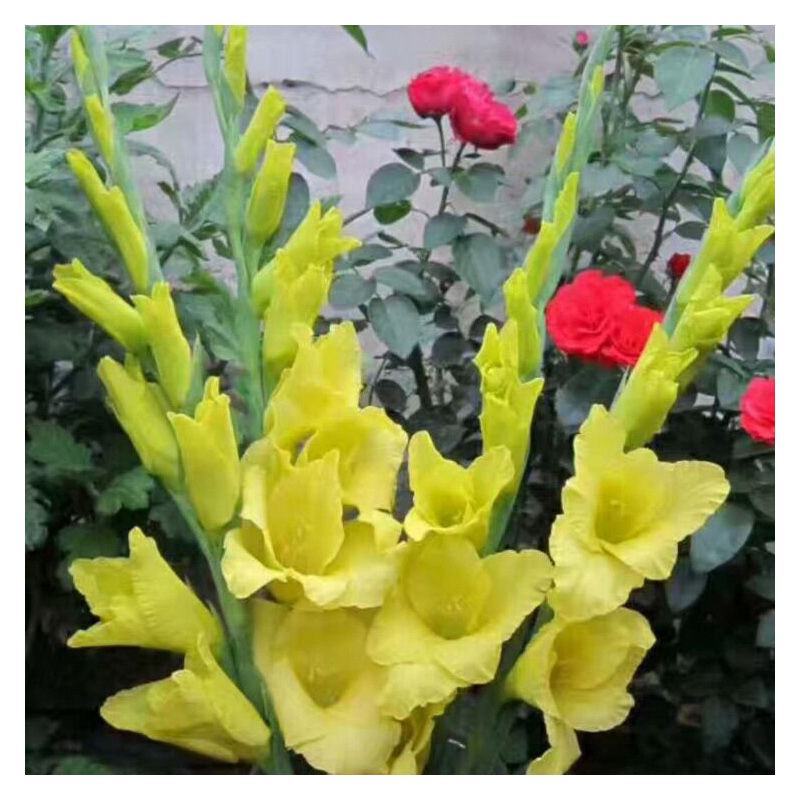 剑兰种球进口唐菖蒲种子球根菖兰扁竹莲四季易种花卉庭院观花