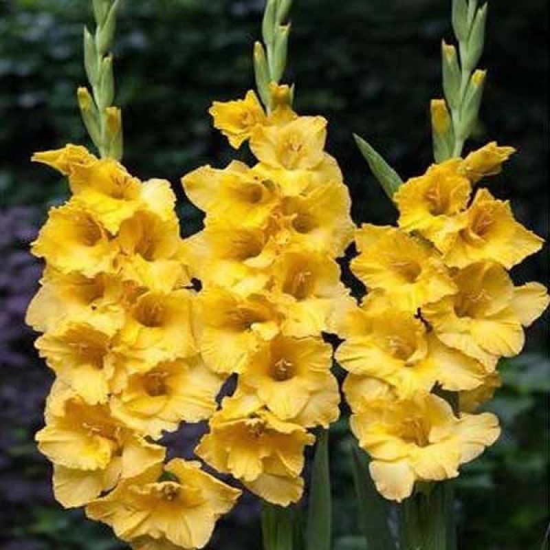 剑兰种球进口唐菖蒲种子球根菖兰扁竹莲四季易种花卉庭院观花