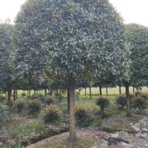 黄金桂花树大规格桂花树独杆丛生，金桂，丹桂2到30公分