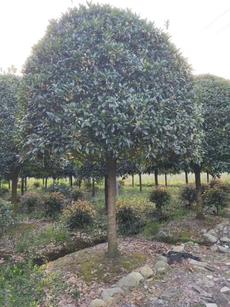 黄金桂花树大规格桂花树独杆丛生，金桂，丹桂2到30公分