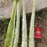 云南精品紫叶莴笋光杆大量上市中有需要的老板欢迎前来联系