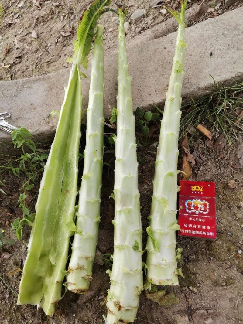 云南精品紫叶莴笋光杆大量上市中有需要的老板欢迎前来联系
