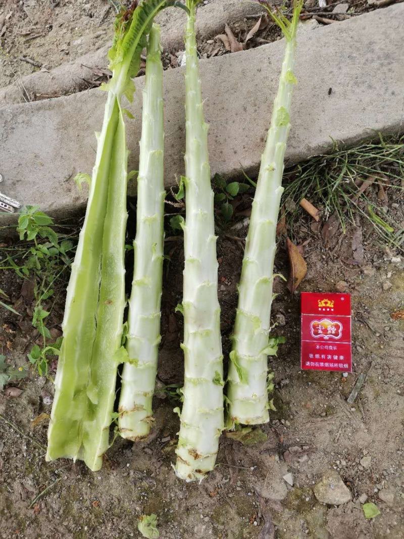 云南精品紫叶莴笋光杆大量上市中有需要的老板欢迎前来联系