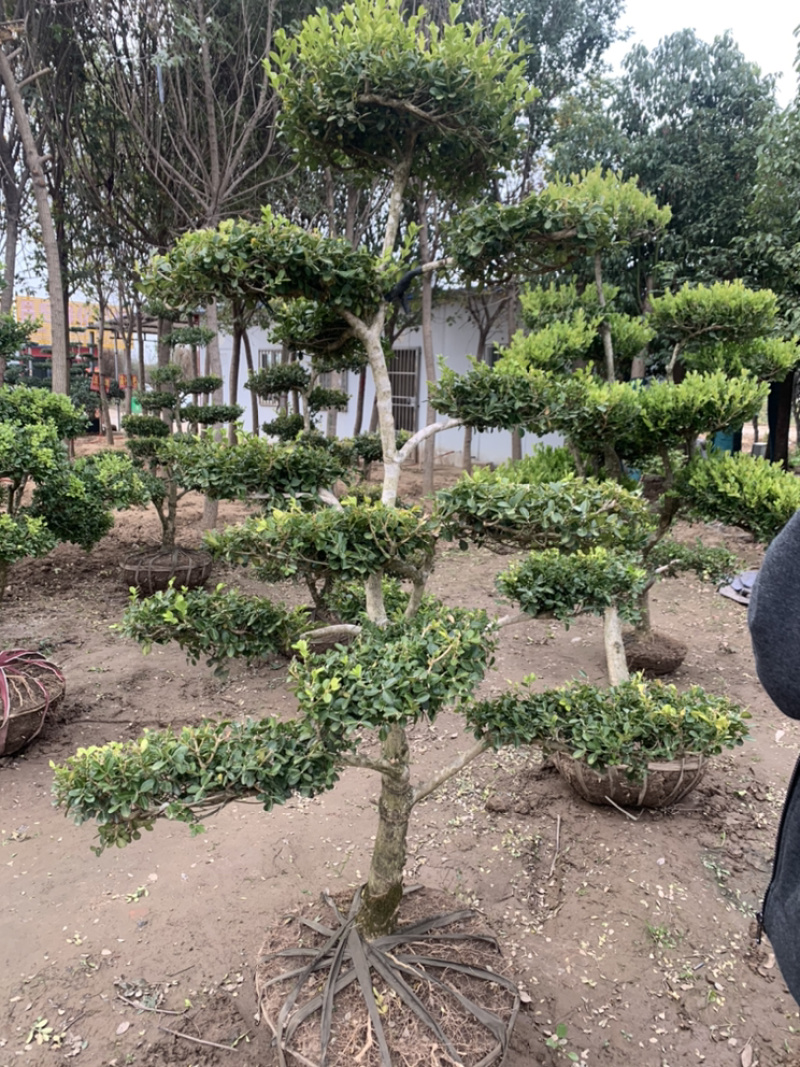 黄杨造型老桩，小叶黄杨桩，看视频选苗成活率高