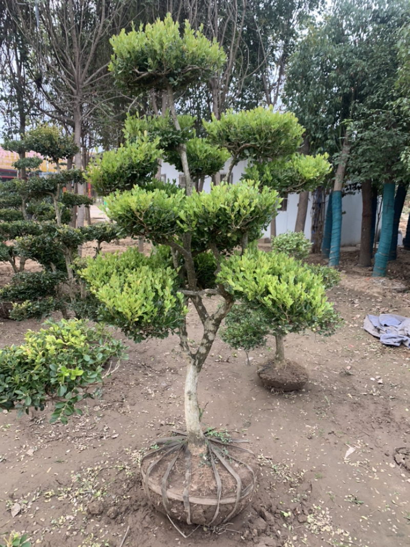 黄杨造型老桩，小叶黄杨桩，看视频选苗成活率高