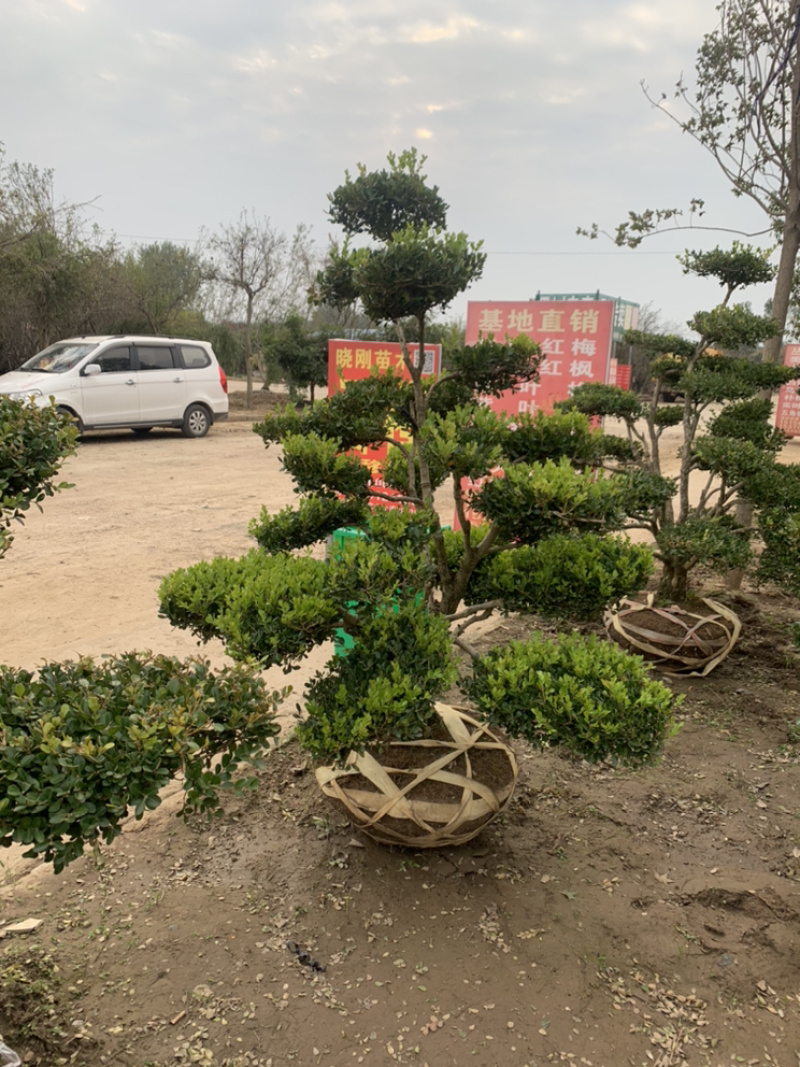 黄杨造型老桩，小叶黄杨桩，看视频选苗成活率高