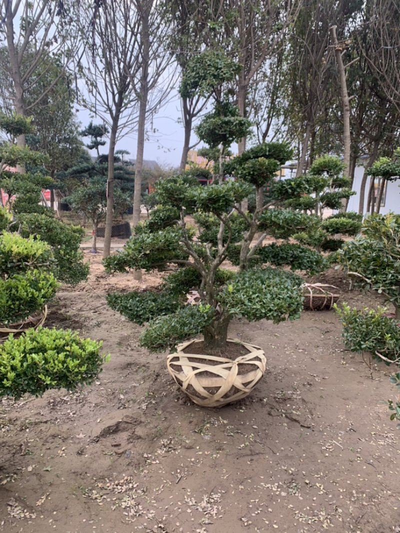 黄杨造型老桩，小叶黄杨桩，看视频选苗成活率高