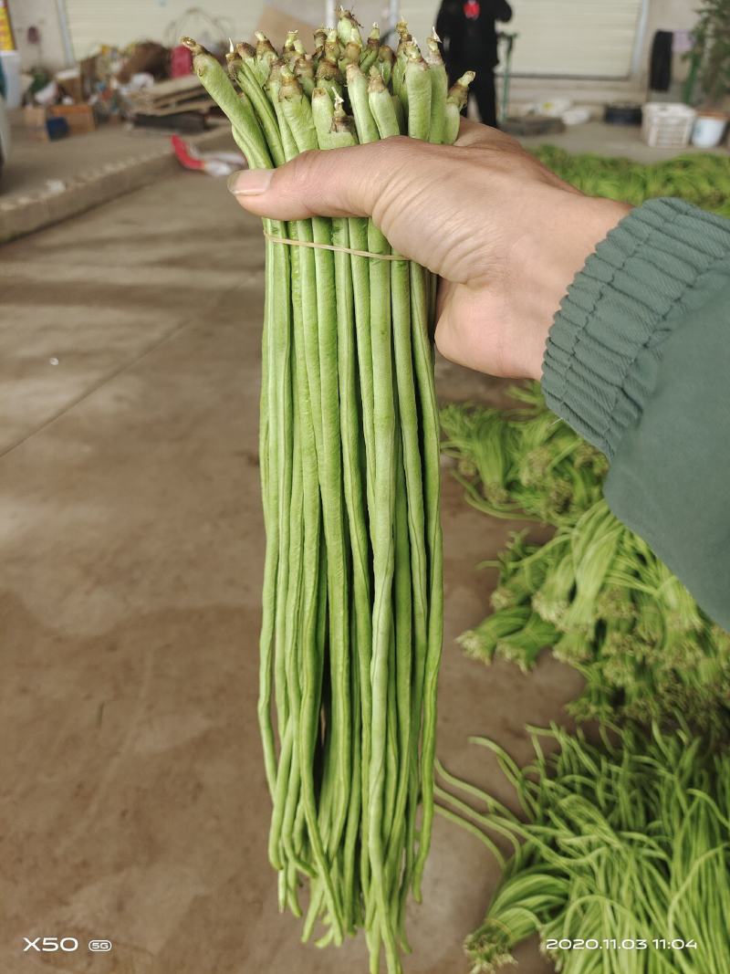 云南豇豆大量上市大量供应可产地看货
