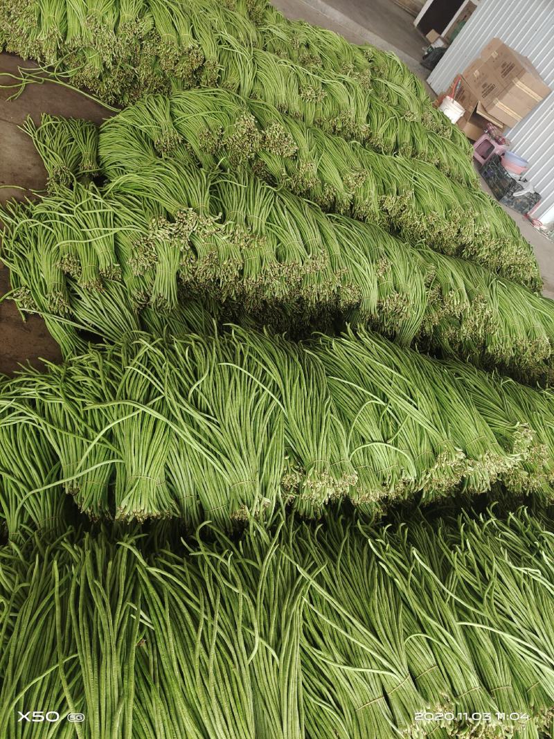 云南豇豆大量上市大量供应可产地看货