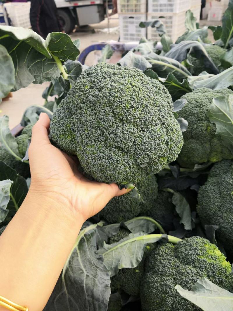 【牛商推荐】湖北西蓝花花耶菜，万亩基地货量充足