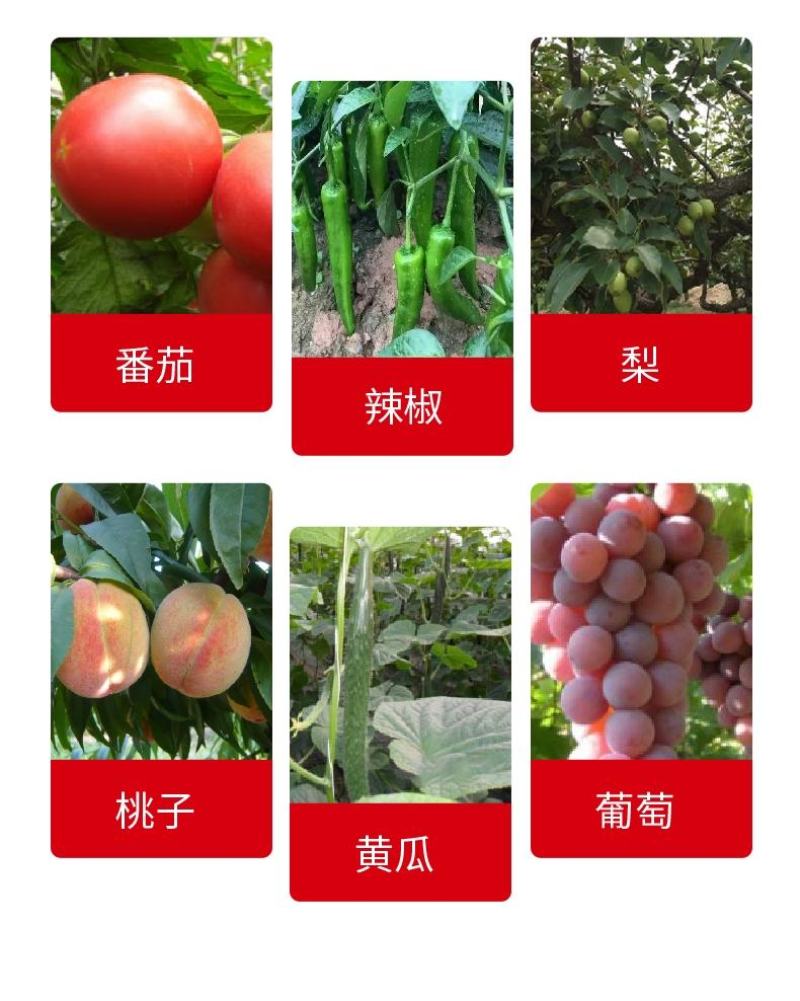 大量元素高钾型13-6-40水溶肥膨果转色甜度高