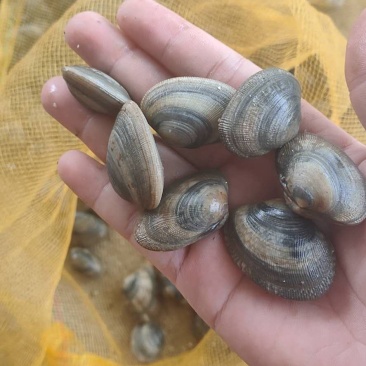 人工花螺，大花螺。时价