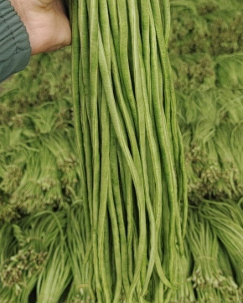 云南豇豆大量上市大量供应可产地看货