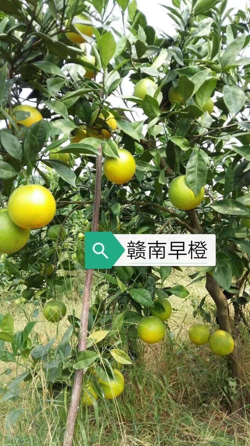 橙子苗早熟脐橙苗～赣南早，秭归早/八月中秋前后成熟上市
