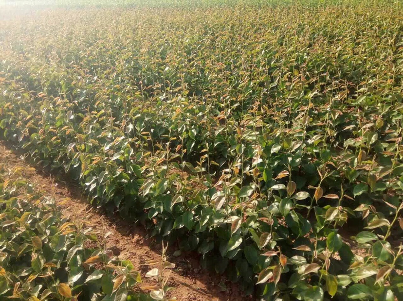浙江绍兴上虞区翠冠梨示范基地:豆梨砧一年生一级苗定植现场,土壤为红壤性水稻土,已按标准完成起垄(垄高25cm)、沟系配套(主沟深60cm)及定植穴(80cm×80cm×60cm)施基肥作业 翠冠梨标准化建园实景图