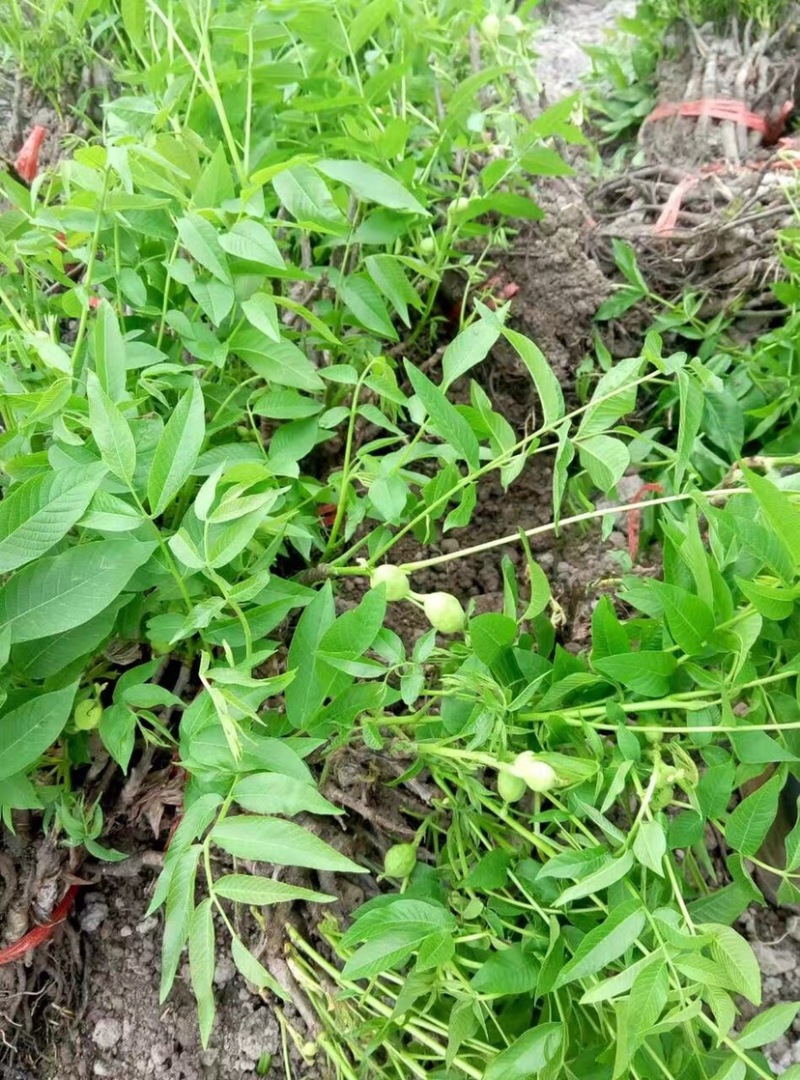 【基地发货】苍溪核桃苗一手货源品种保证规格齐全包成活