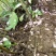 【基地发货】苍溪核桃苗一手货源品种保证规格齐全包成活
