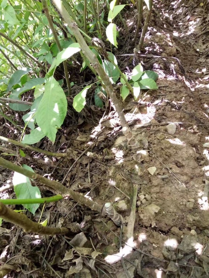 【基地发货】苍溪核桃苗一手货源品种保证规格齐全包成活