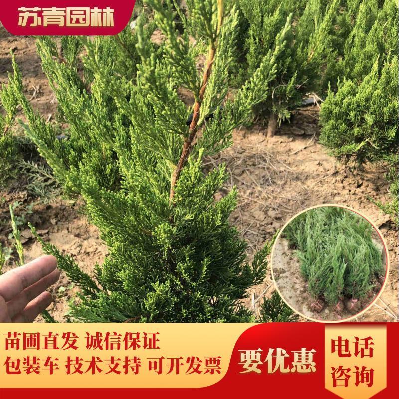龙柏苗壮冠幅大绿化苗包成活免费提供发票量大从优包装车
