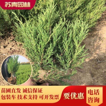蜀桧冠幅大苗壮适合绿化工程，种植