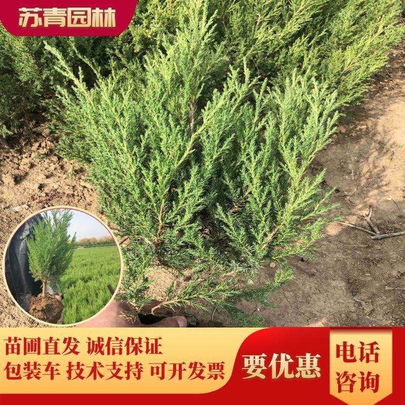 蜀桧冠幅大苗壮适合绿化工程，种植