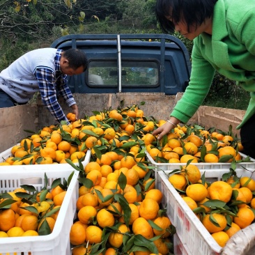 11月蜜桔继续走货出货