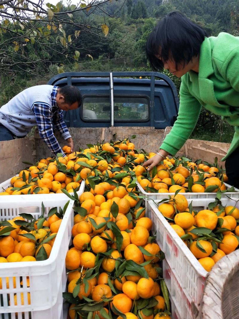 11月蜜桔继续走货出货