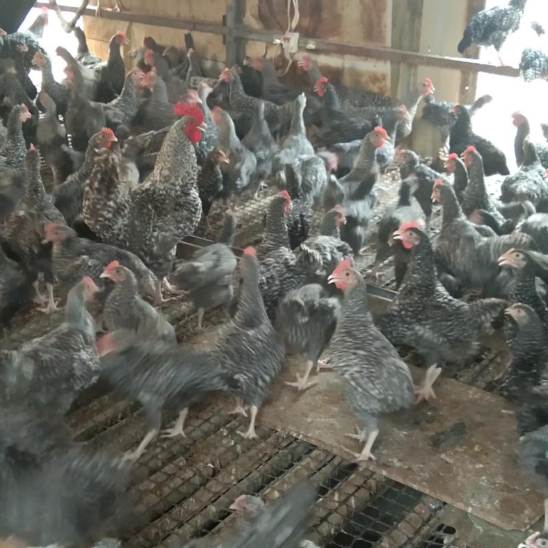 芦花鸡养殖场，芦花鸡苗批发，芦花鸡价格厂家直销