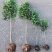 地栽大型四季桂花树苗庭院浓香花卉常青植物盆景金桂丹桂室内