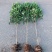 地栽大型四季桂花树苗庭院浓香花卉常青植物盆景金桂丹桂室内