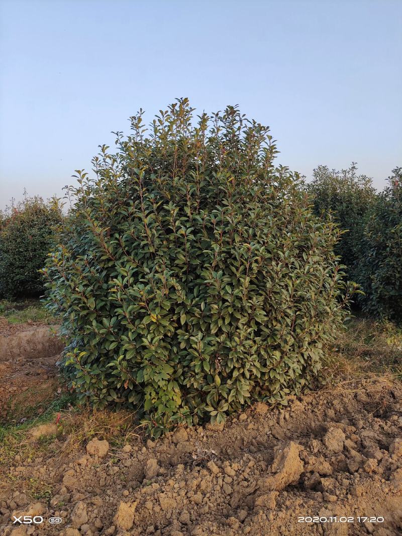 河南南阳大量供应，精品1.5-4米冠红叶石楠球