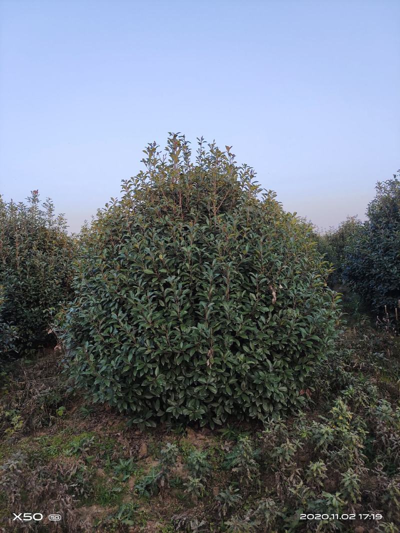 河南南阳大量供应，精品1.5-4米冠红叶石楠球