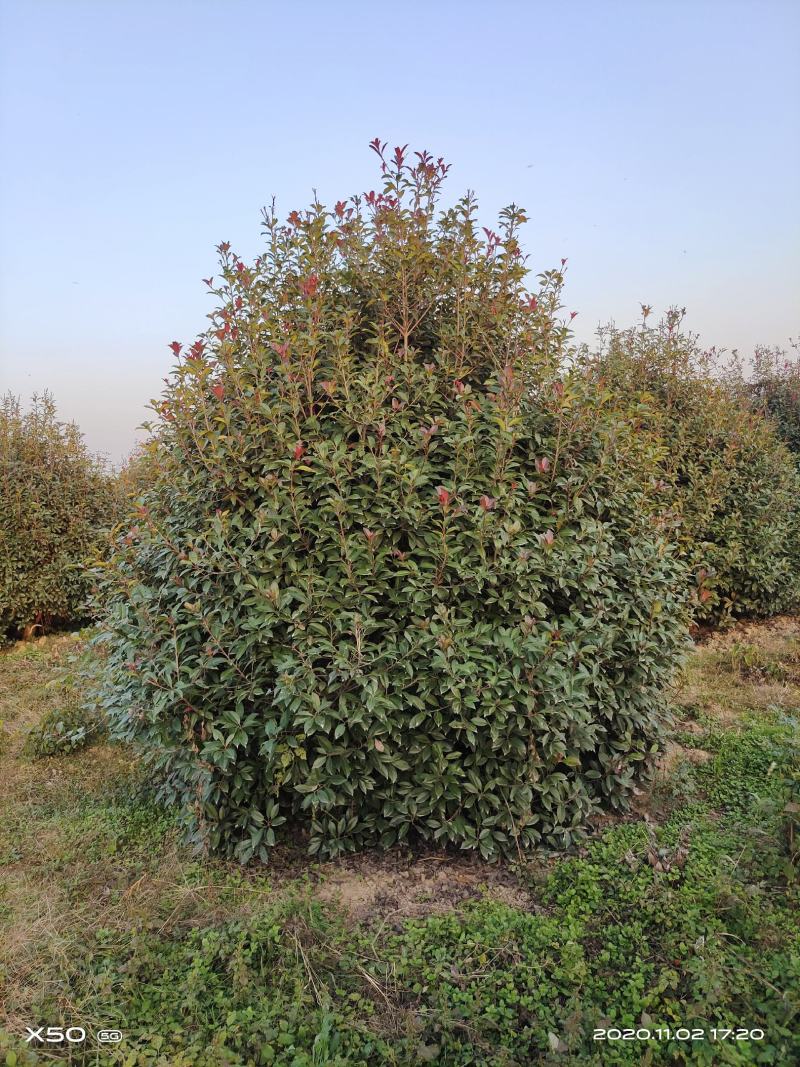 河南南阳大量供应，精品1.5-4米冠红叶石楠球
