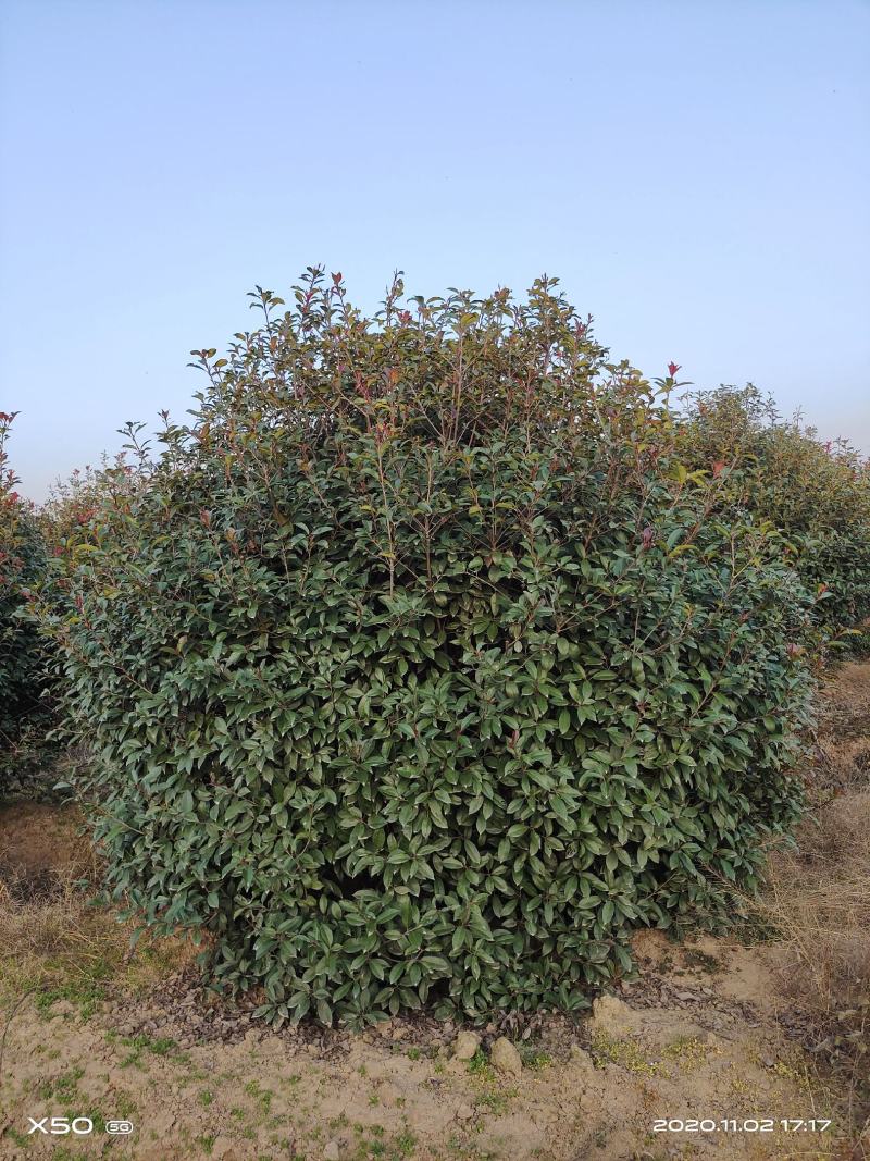 河南南阳大量供应，精品1.5-4米冠红叶石楠球